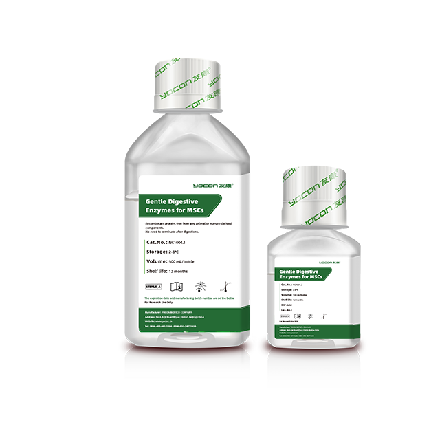 Enzyme tiêu hóa nhẹ nhàng cho tế bào gốc