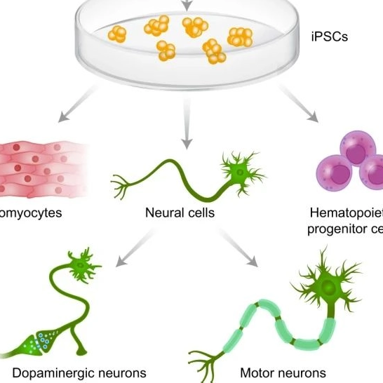 Yocon Biotech chính thức ra mắt dòng sản phẩm IPSC - sê -ri IPSC